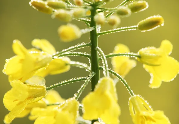 Oilseed rape — Stock Photo, Image