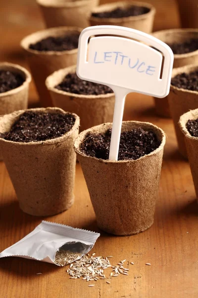 Lettuce seeds and planting pots — Stock Photo, Image