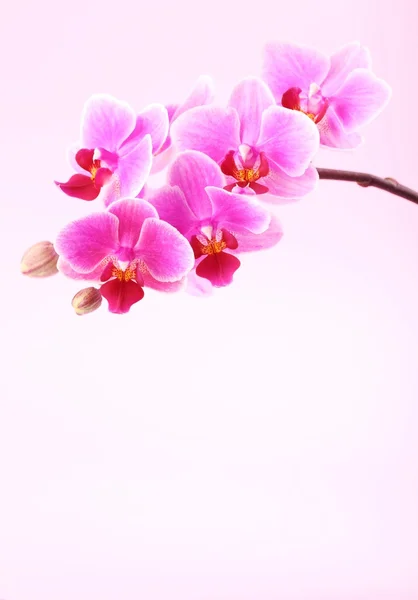 Orquídea sobre fondo rosa — Foto de Stock