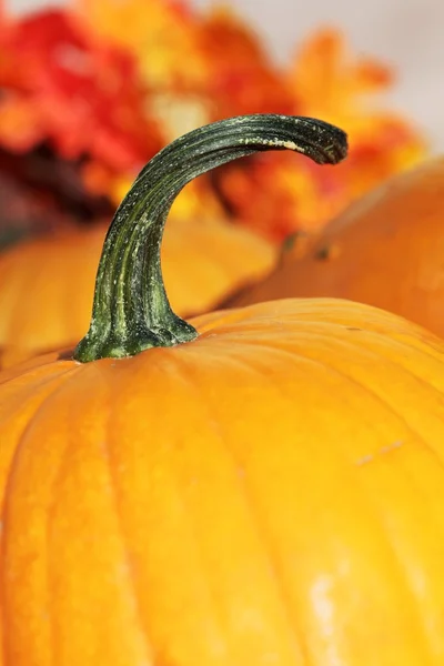 Kürbis-Detail — Stockfoto