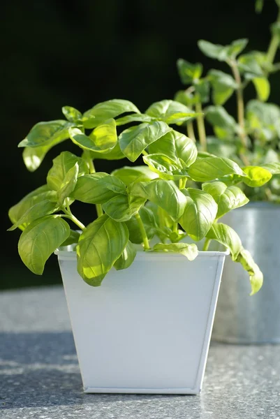 Fresh basil and oregano in flowerpots — Stock Photo, Image