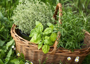 kekik, fesleğen ve biberiye-Bahçe sepeti