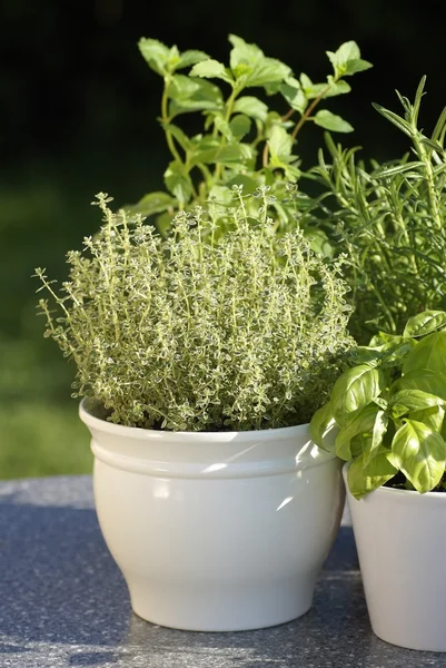 Timjan, basilika, rosmarin, mynta i blomkrukor — Stockfoto