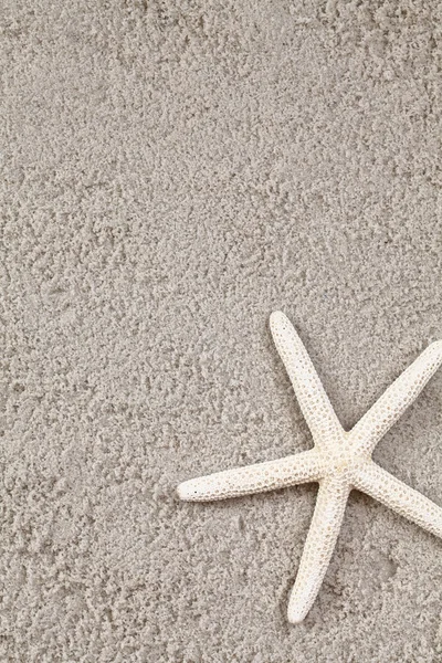 Estrella de mar sobre arena . — Foto de Stock