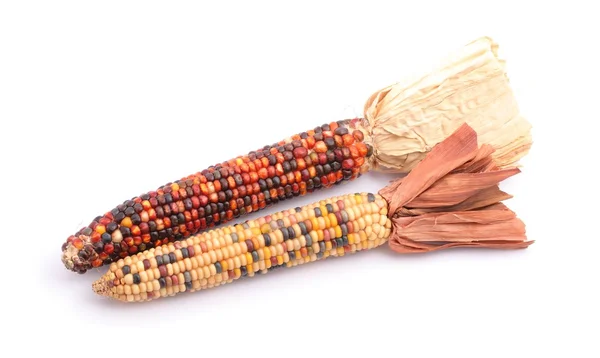 Colorful indian corns — Stock Photo, Image