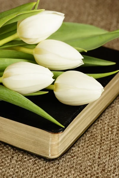 Un mucchio di tulipani bianchi sulla Sacra Bibbia . — Foto Stock
