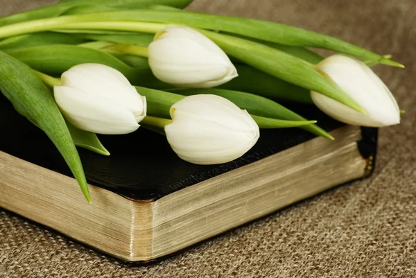 Bunch of white tulips on Holy Bible. — Stock Photo, Image