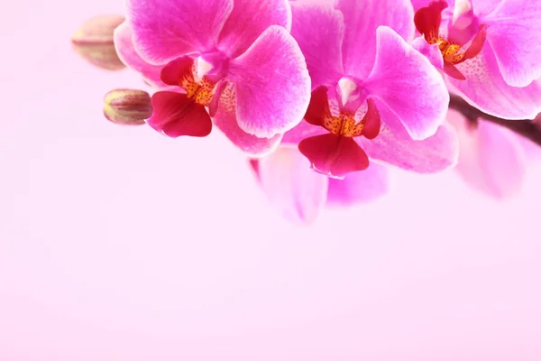 Orchid on pink background — Stock Photo, Image