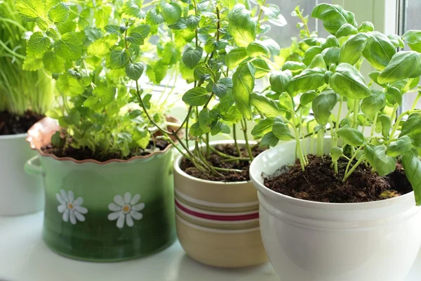 Fresh herbs in pots on a window — Zdjęcie stockowe