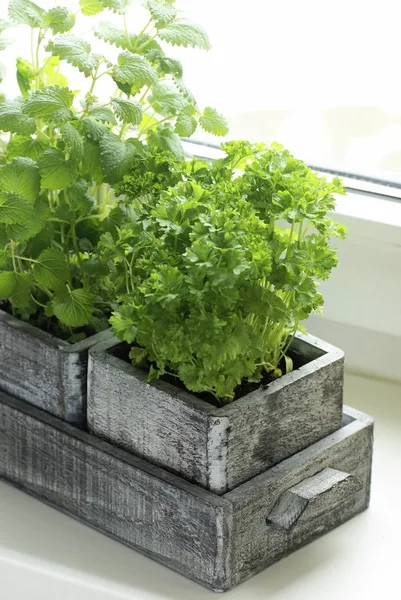 Wooden box with parsley and lemon balm — Stock Photo, Image