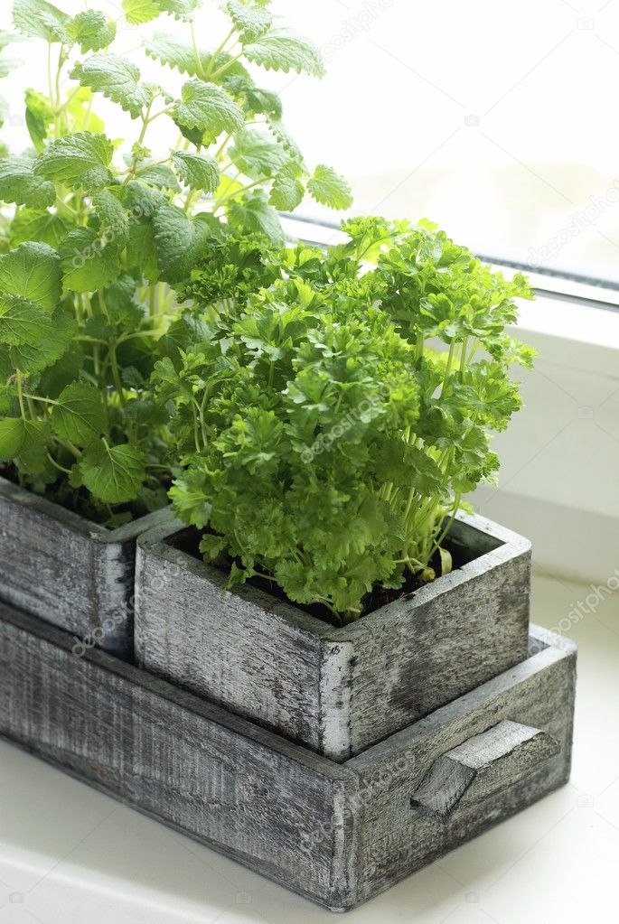 Wooden box with parsley and lemon balm