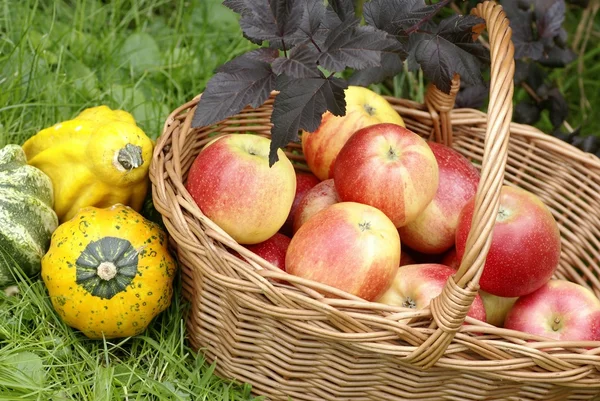 Basketful with apples and gourds in the garden. — Stock Photo, Image