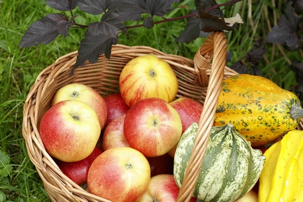 Basketful with apples and gourds in the garden. — Stock Photo, Image