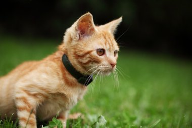 otların arasında oturan küçük kedi