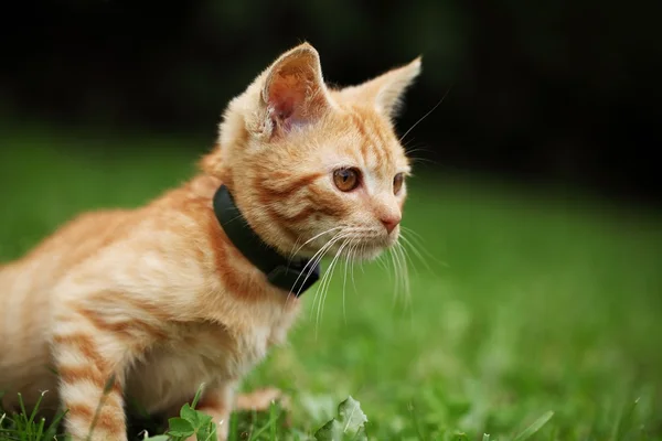 Little cat sitting in grass — Stock Photo, Image