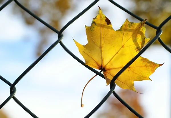 Wire fence with autumn colored leaf. — Stock Photo, Image