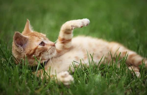 Küçük kedi çimenlerde oynuyor..
