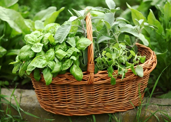 Détail du panier avec des herbes fraîches — Photo