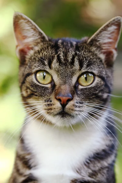 Close-up of cat in the garden. — Stock Photo, Image