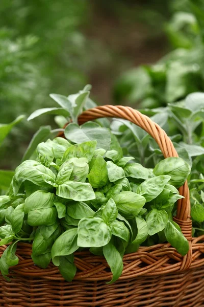 Basket with fresh herbs — Stock Photo, Image