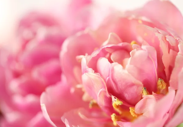 Close-up of tulips. — Stock Photo, Image