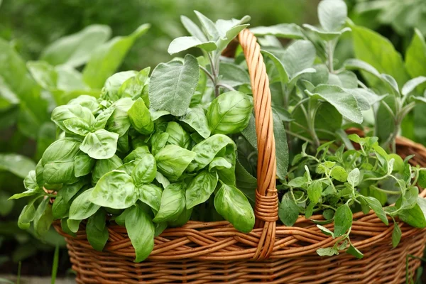 Panier avec des herbes fraîches — Photo