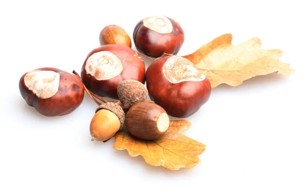 Close-up de castanhas e bolotas sobre fundo branco . — Fotografia de Stock