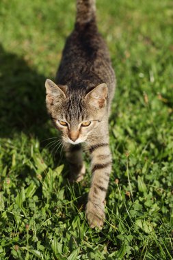 bahçede yürüyen kedi.