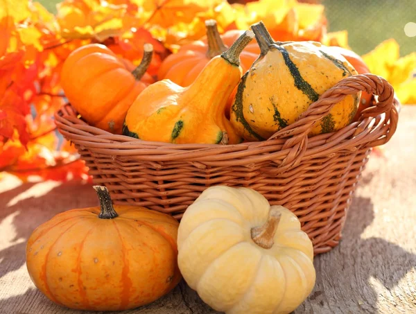 Pumpkins in basket. Defocused colorful leaves in the background. — Stock Photo, Image