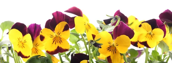 Nahaufnahme von bunten Stiefmütterchen Blumen auf weißem Hintergrund. — Stockfoto