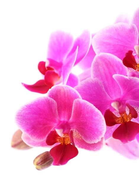 Close-up of orchid on white background. — Stock Photo, Image