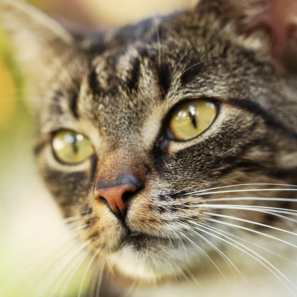 Close-up voor cat in de tuin. — Stockfoto