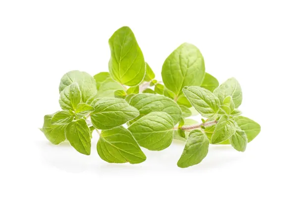 Oregano on white background — Stock Photo, Image