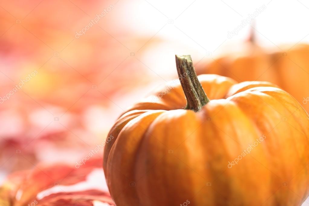 Closeup of pumpkins with autumn copy space