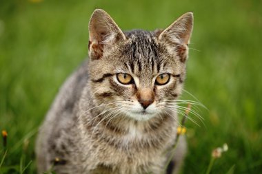 tekir kedi bahçede oturan yakın çekim