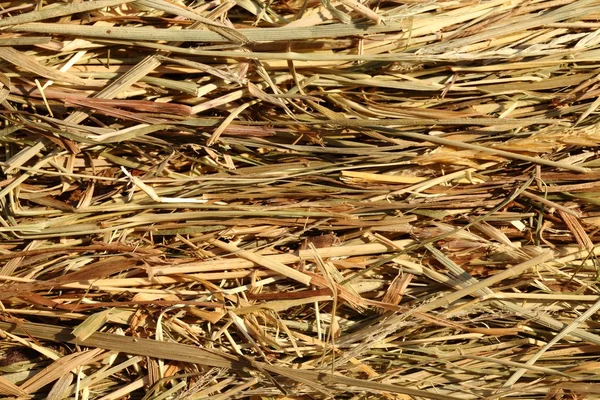 Close up of straw — Stock Photo, Image