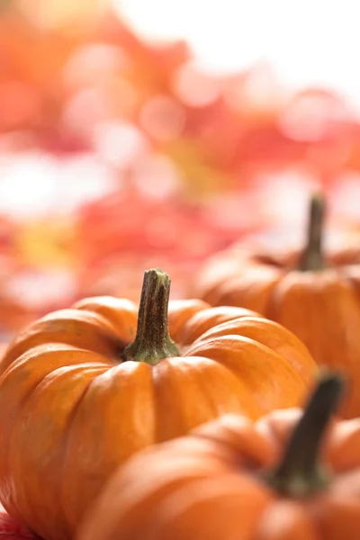 Closeup of pumpkins with autumn copy space — Stock Photo, Image