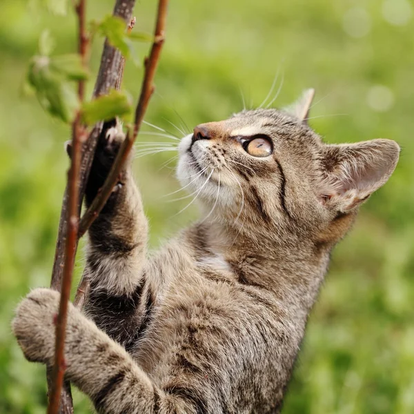 Young cat trying to climb on branch — Stock Photo, Image