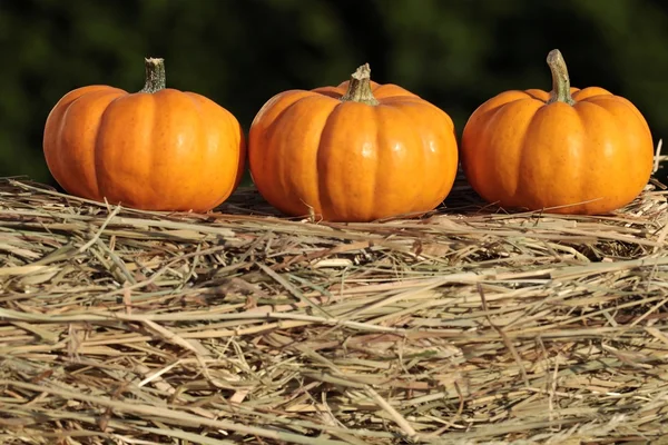 Tres calabazas sobre fondo de paja — Foto de Stock