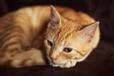 sandalyede oturan küçük kedi