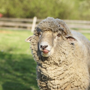 RAM çimlere yalayarak