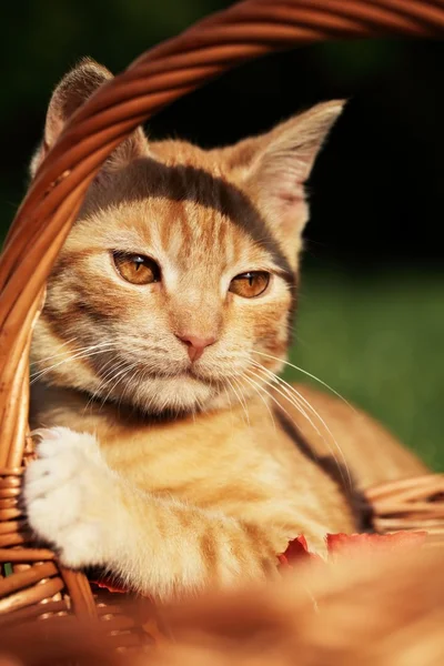Close-up of kitten and a basket — Stock Photo, Image