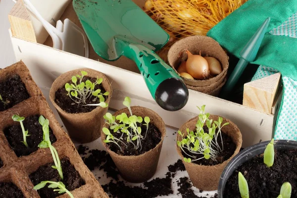 Detail of seedlings, bulbs and garden equipment. — Stock Photo, Image