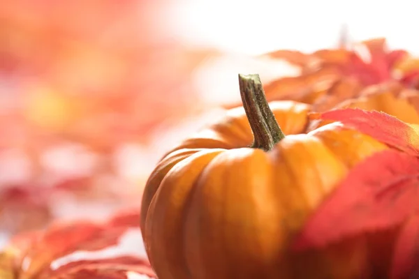 Nahaufnahme von Kürbis mit Herbstblättern — Stockfoto