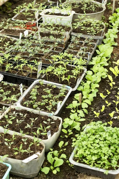 Seedlings in boxes prepared for planting. — Stock Photo, Image