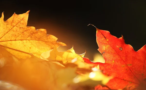 Close-up of autumn leaves in park with copy space. — Stock Photo, Image