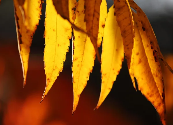Close-up of autumn leaves — Stock Photo, Image