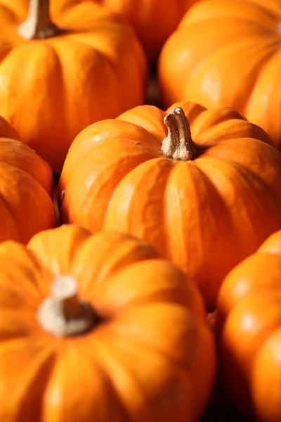 Closeup of many small pumpkins. — Stock Photo, Image