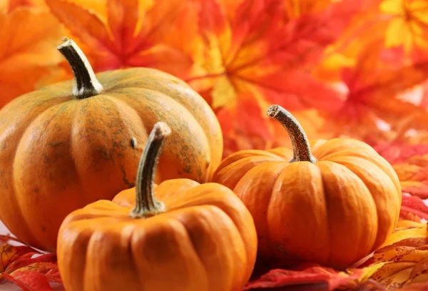 Close-up van pompoenen en kleurrijke bladeren achtergrond — Stockfoto
