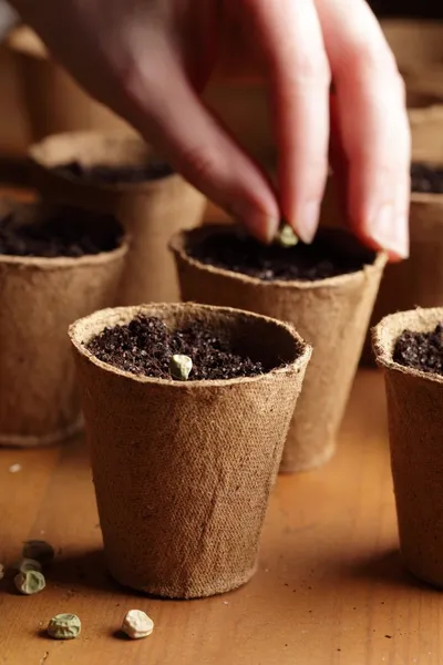 Close-up of seeds, planting pots and hand with seed — Stock Photo, Image